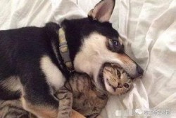 小狗技能爆料怎么做的视频,轻松制作视频教程攻略